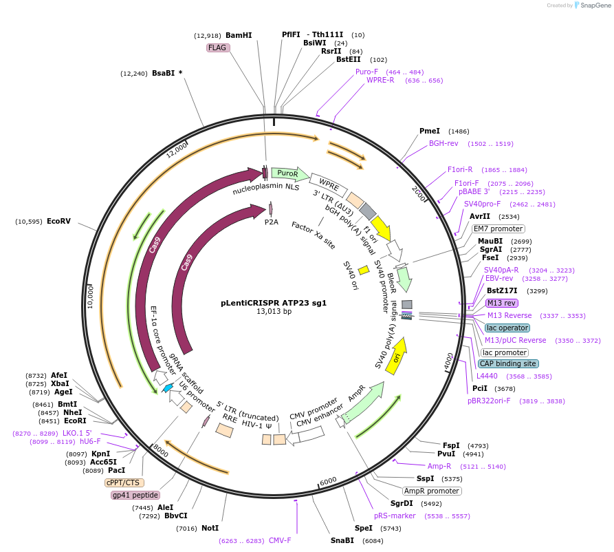244847-plasmid-map-sequence-id-489375