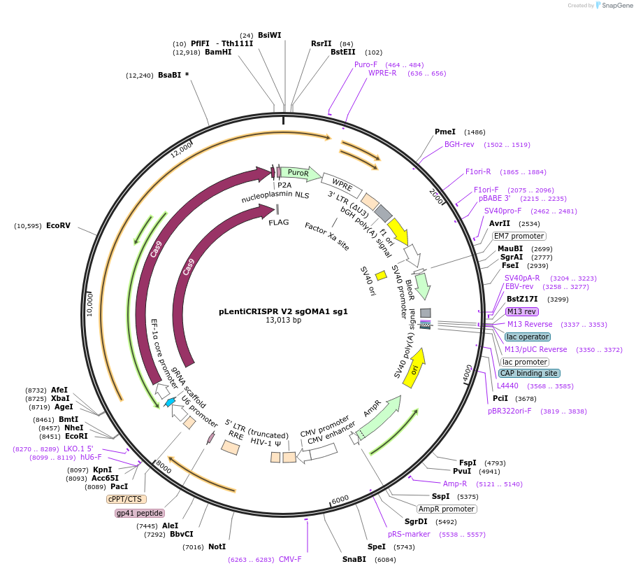 244865-plasmid-map-sequence-id-489381