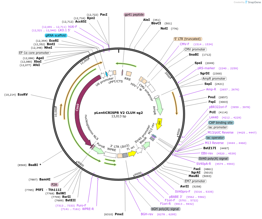 244858-plasmid-map-sequence-id-489389