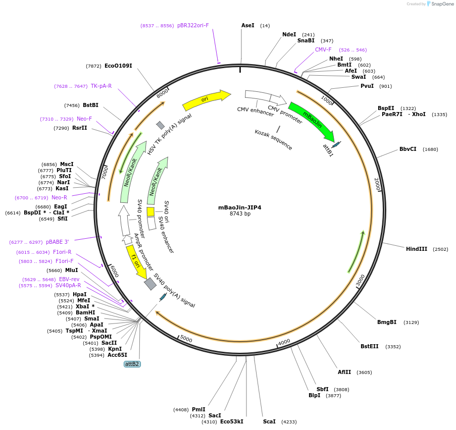 244978-plasmid-map-sequence-id-489397