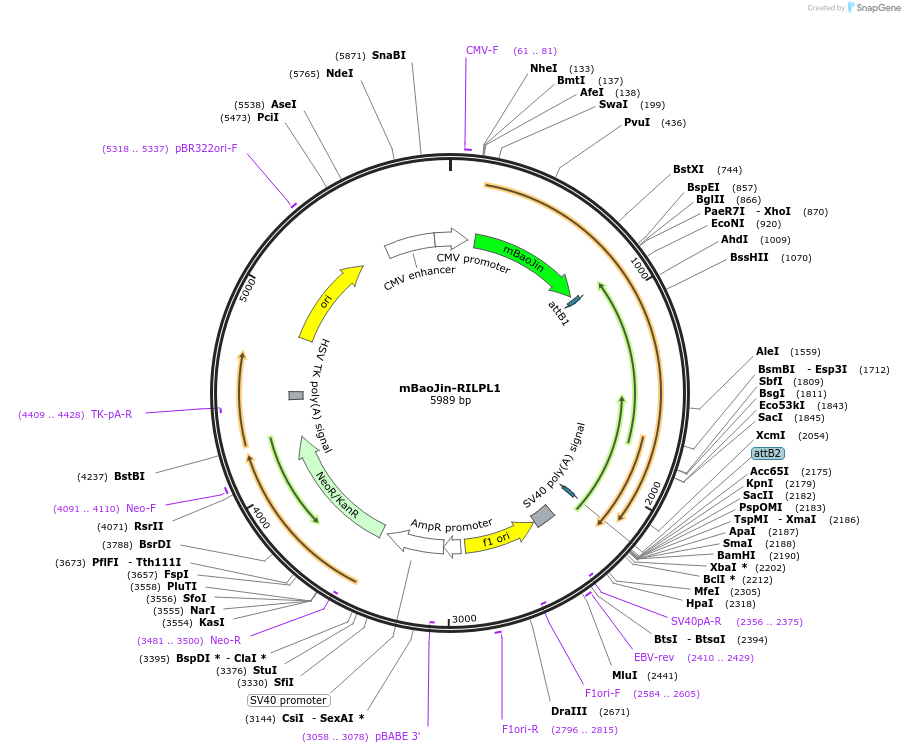 244985-plasmid-map-sequence-id-489398