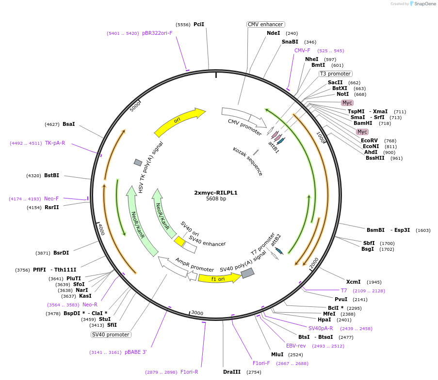244982-plasmid-map-sequence-id-489405