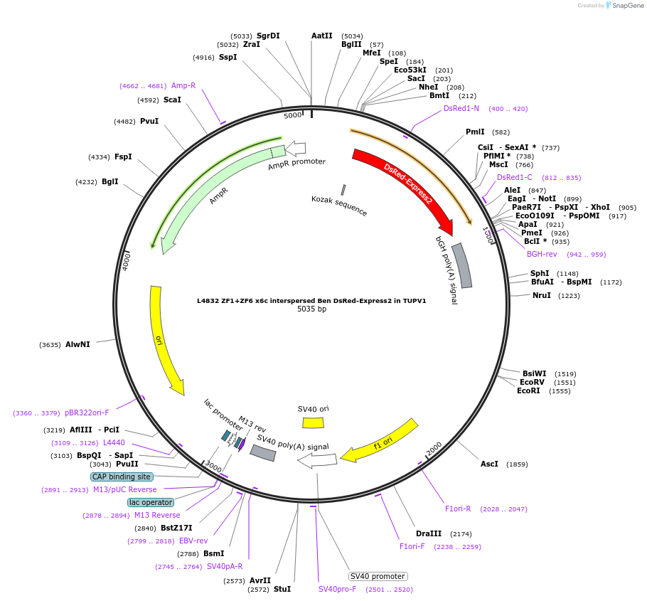 244203-plasmid-map-sequence-id-489411