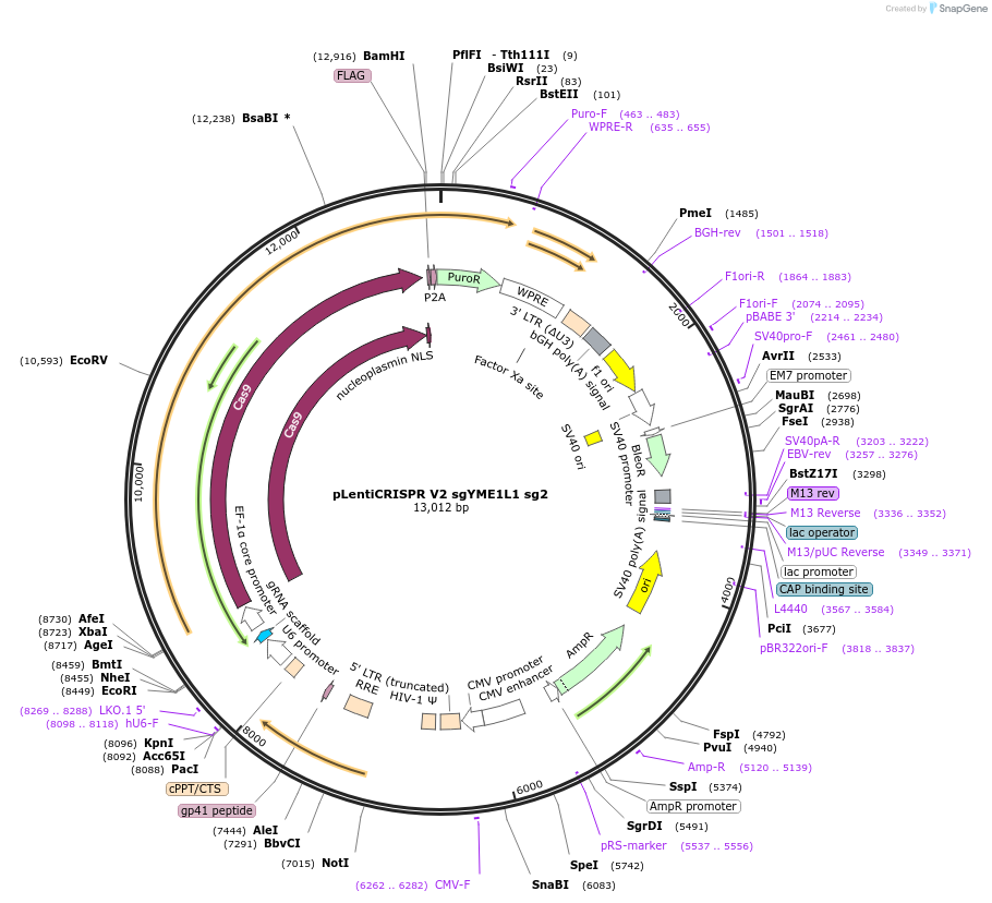 244868-plasmid-map-sequence-id-489419