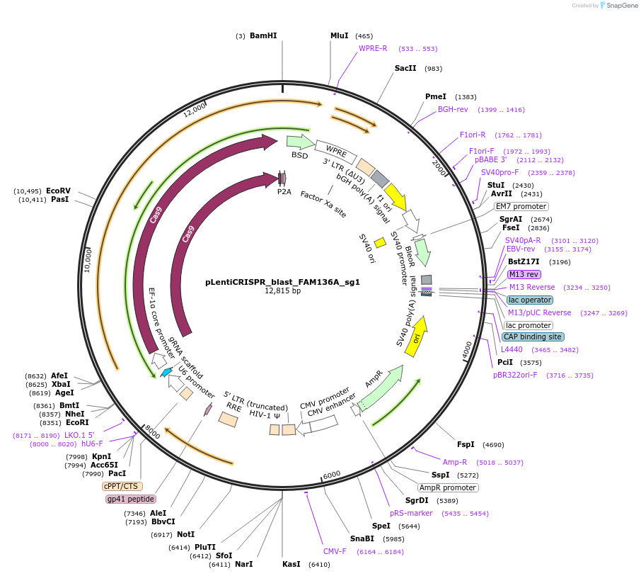 244875-plasmid-map-sequence-id-489423