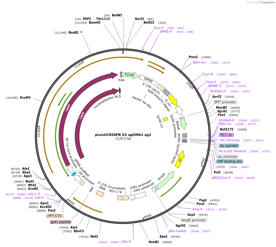 244866-plasmid-map-sequence-id-489437