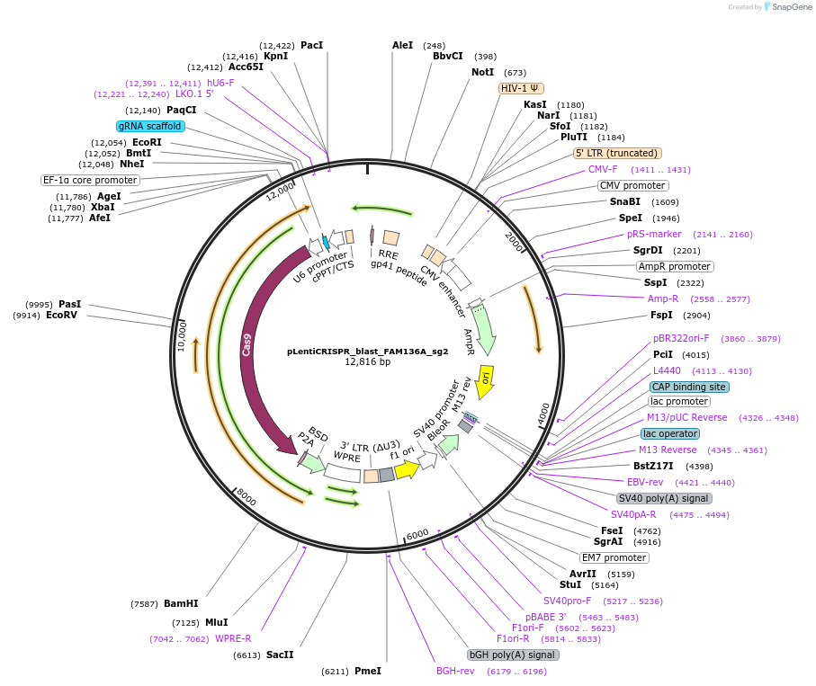 244876-plasmid-map-sequence-id-489439
