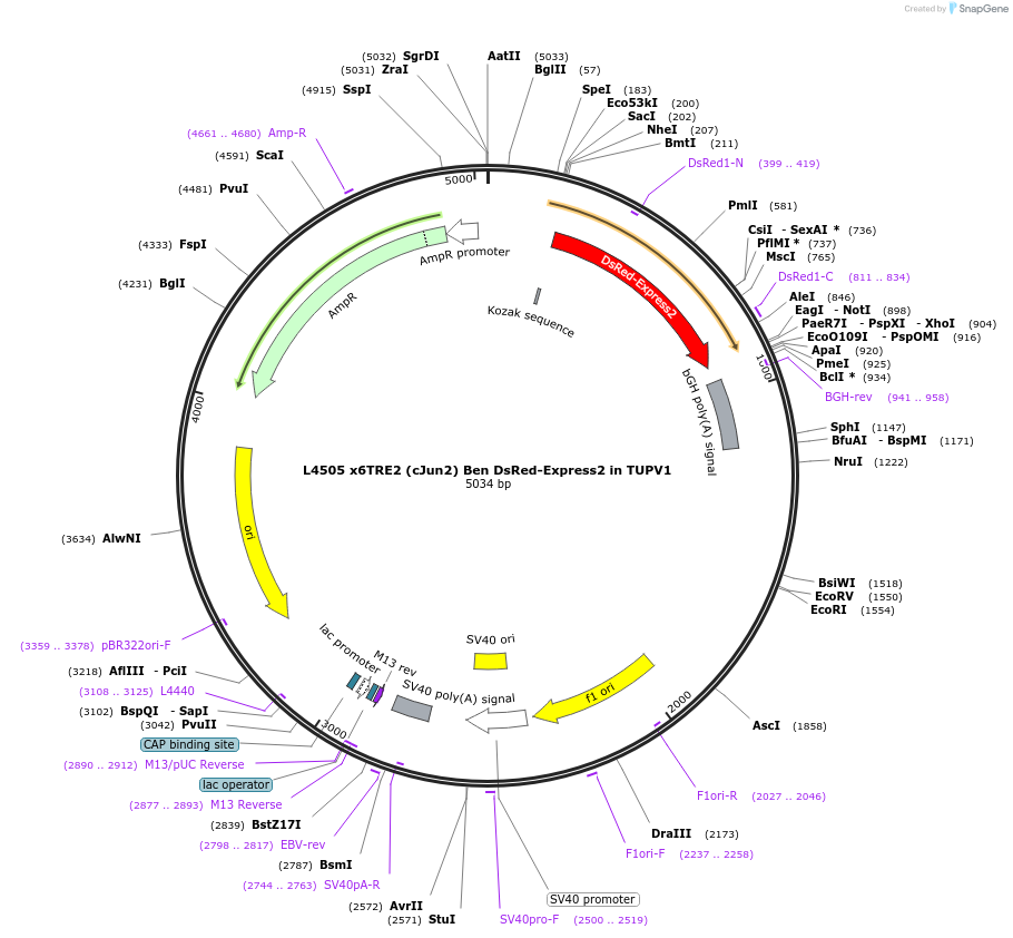 244200-plasmid-map-sequence-id-489441
