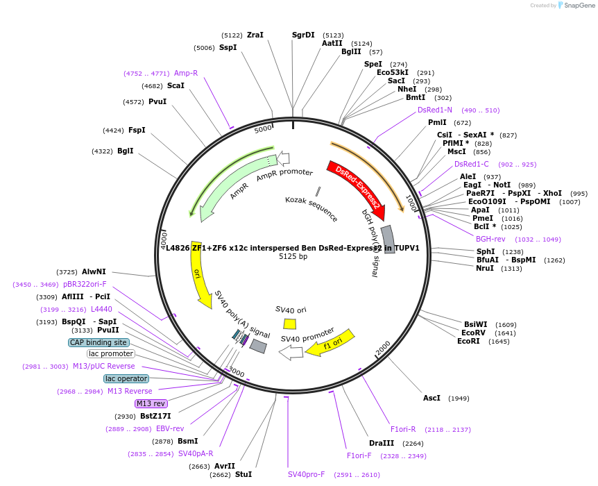 244202-plasmid-map-sequence-id-489442
