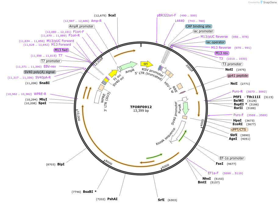143449-plasmid-map-sequence-id-489461