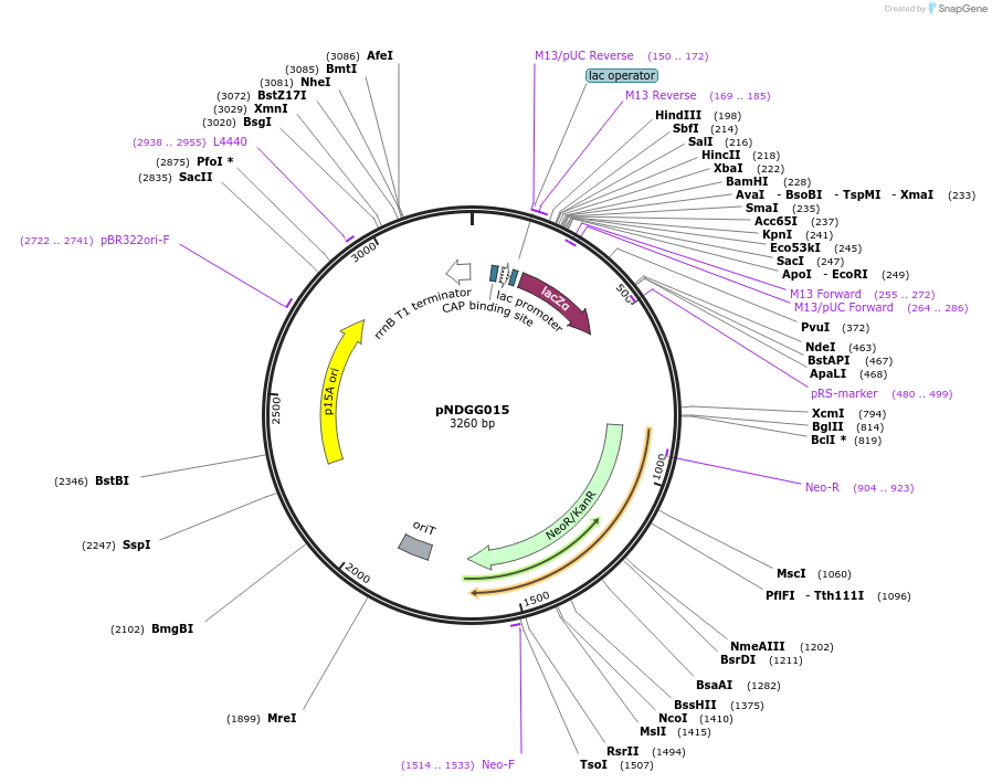 231336-plasmid-map-sequence-id-489467