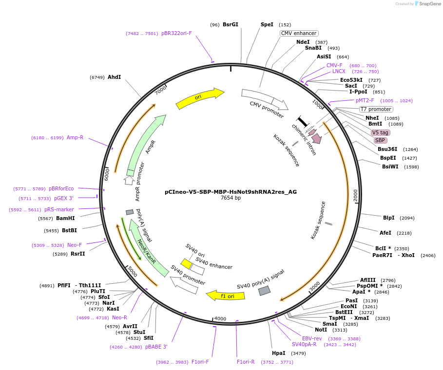148828-plasmid-map-sequence-id-489475