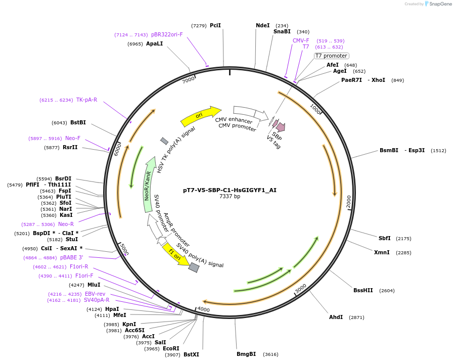 148961-plasmid-map-sequence-id-489477