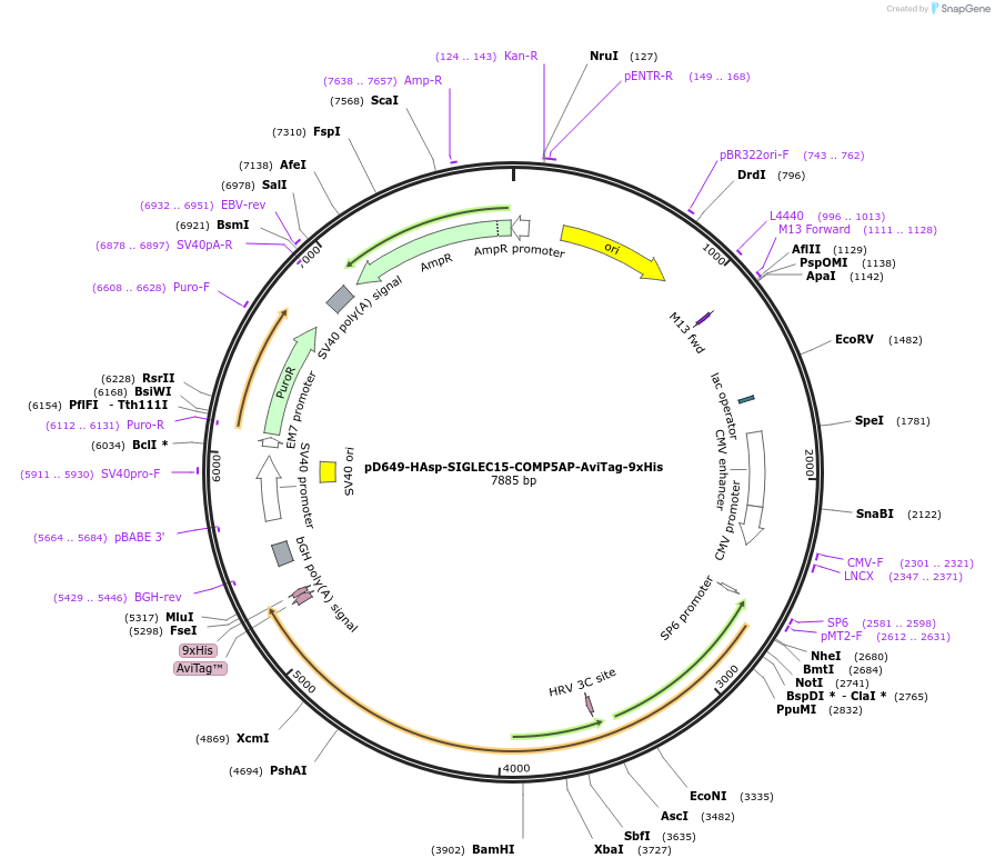 157262-plasmid-map-sequence-id-489478