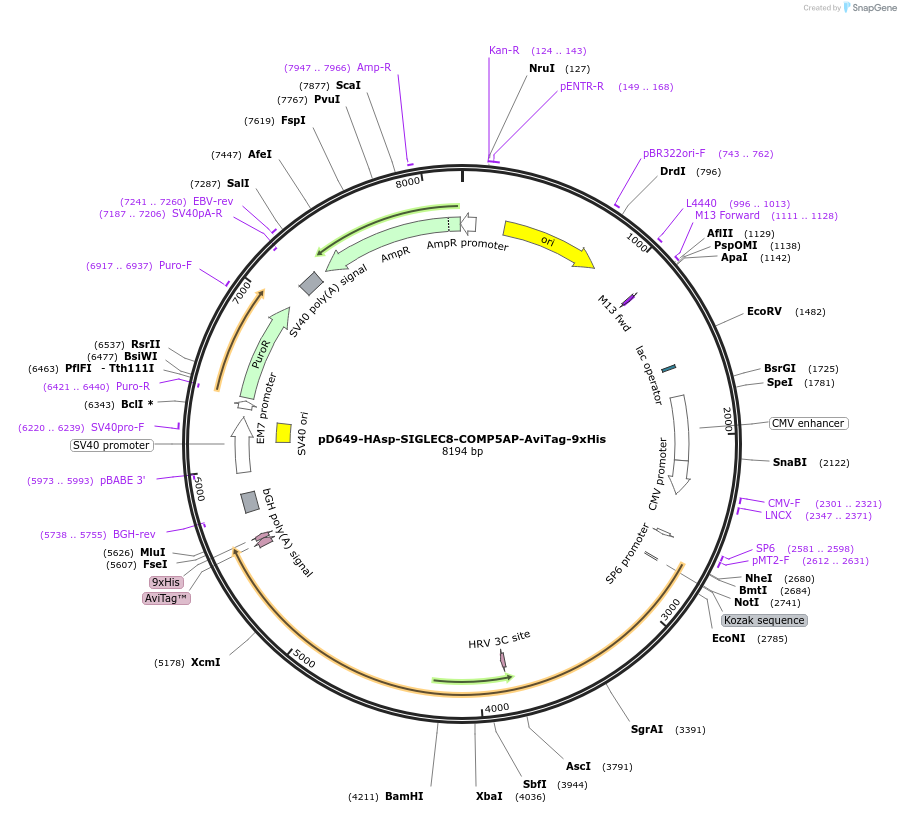 157356-plasmid-map-sequence-id-489479