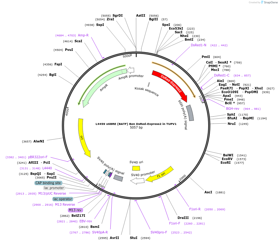 244199-plasmid-map-sequence-id-489483