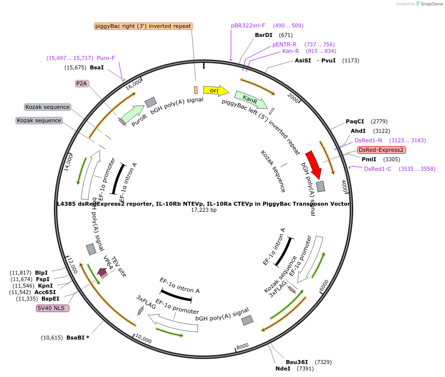 244186-plasmid-map-sequence-id-489485