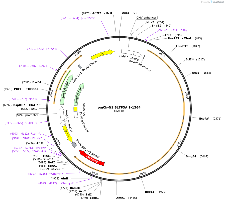 241254-plasmid-map-sequence-id-489502