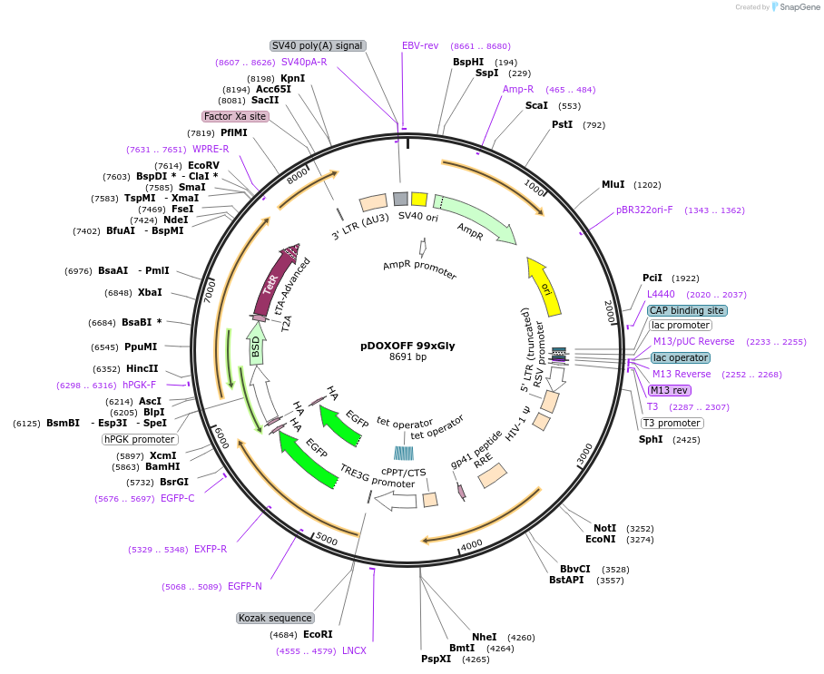 211346-plasmid-map-sequence-id-489509
