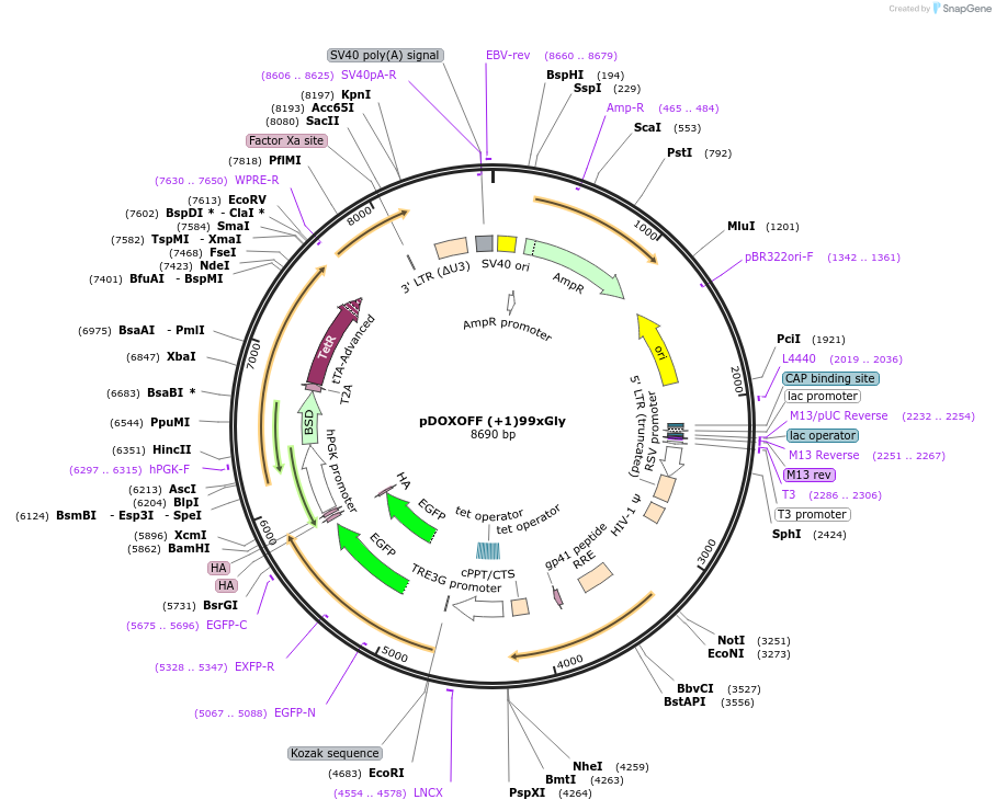 211347-plasmid-map-sequence-id-489510