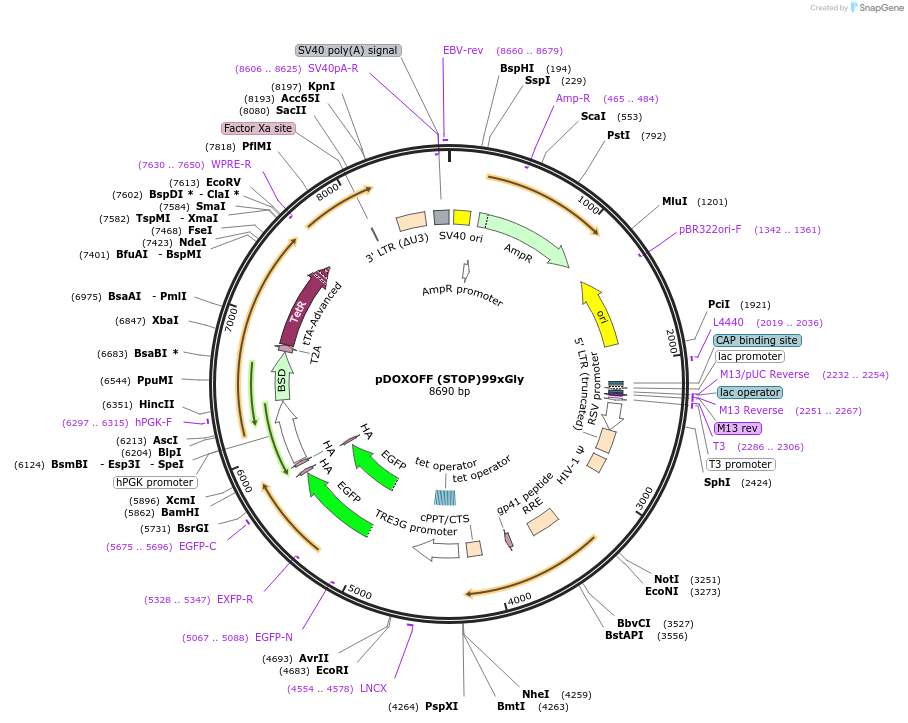 211349-plasmid-map-sequence-id-489513