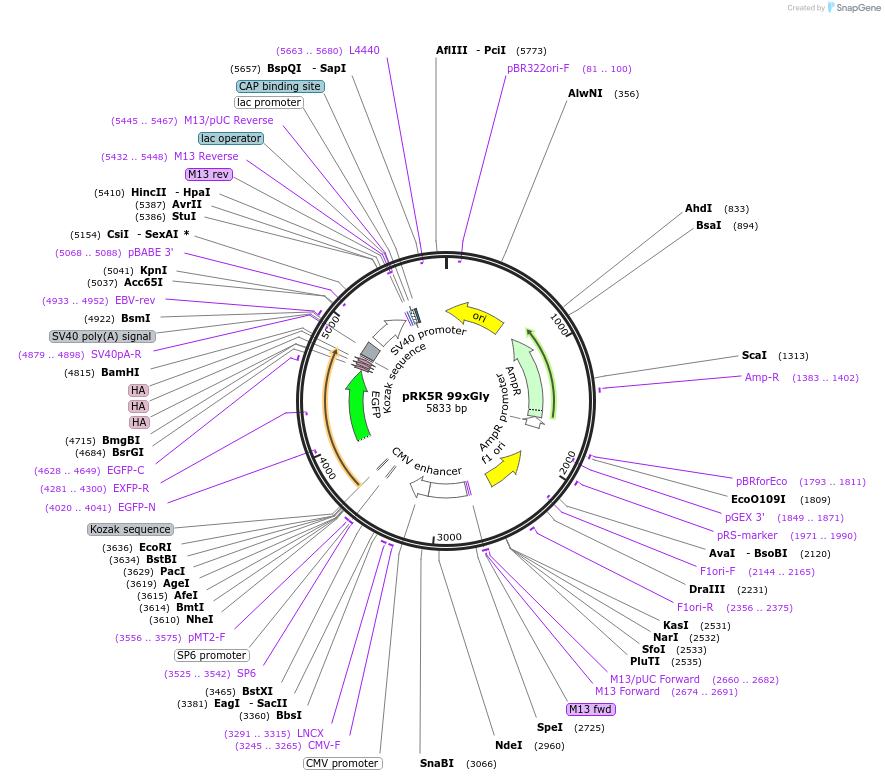 211356-plasmid-map-sequence-id-489514