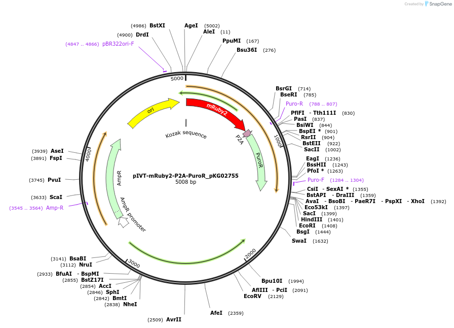 246371-plasmid-map-sequence-id-489522