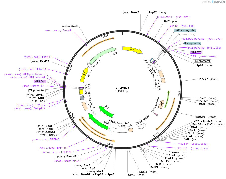 247031-plasmid-map-sequence-id-489523