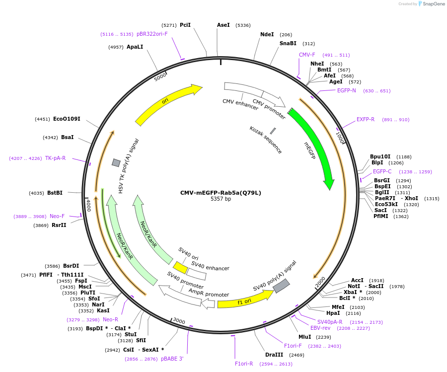 246254-plasmid-map-sequence-id-489524