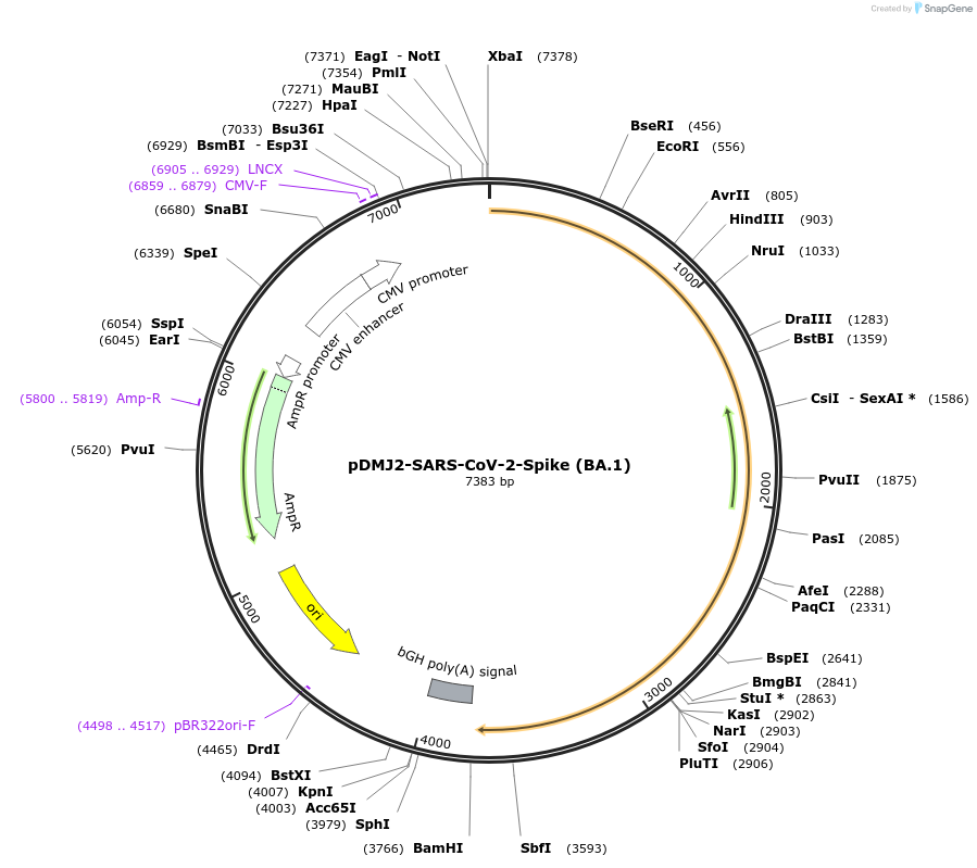 241055-plasmid-map-sequence-id-489528