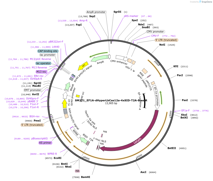 244209-plasmid-map-sequence-id-489531