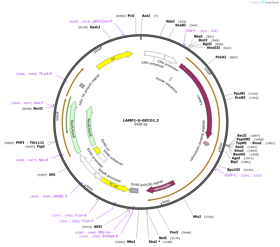 240467-plasmid-map-sequence-id-489542
