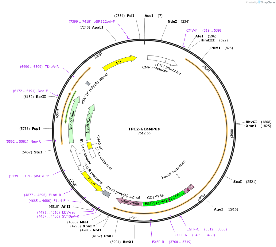 240465-plasmid-map-sequence-id-489543