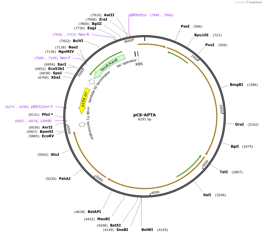 247077-plasmid-map-sequence-id-489556