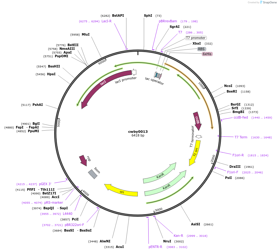 232222-plasmid-map-sequence-id-489558