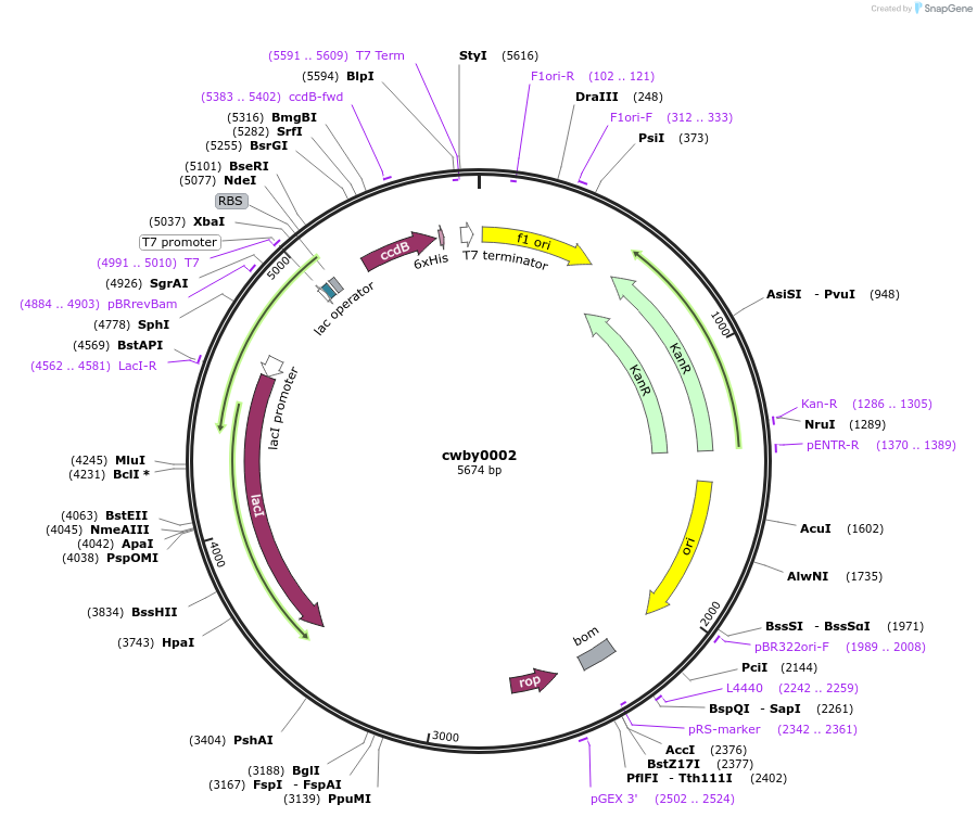 232211-plasmid-map-sequence-id-489559