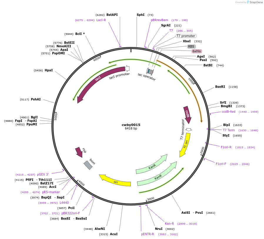 232224-plasmid-map-sequence-id-489560