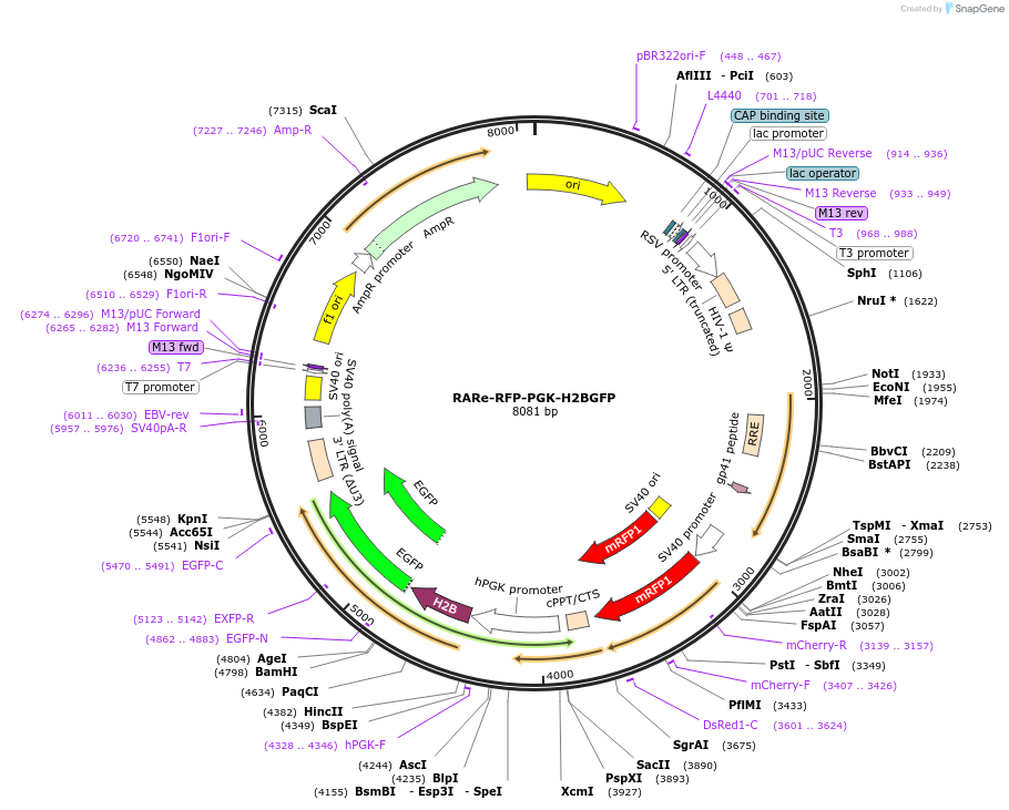 241863-plasmid-map-sequence-id-489568