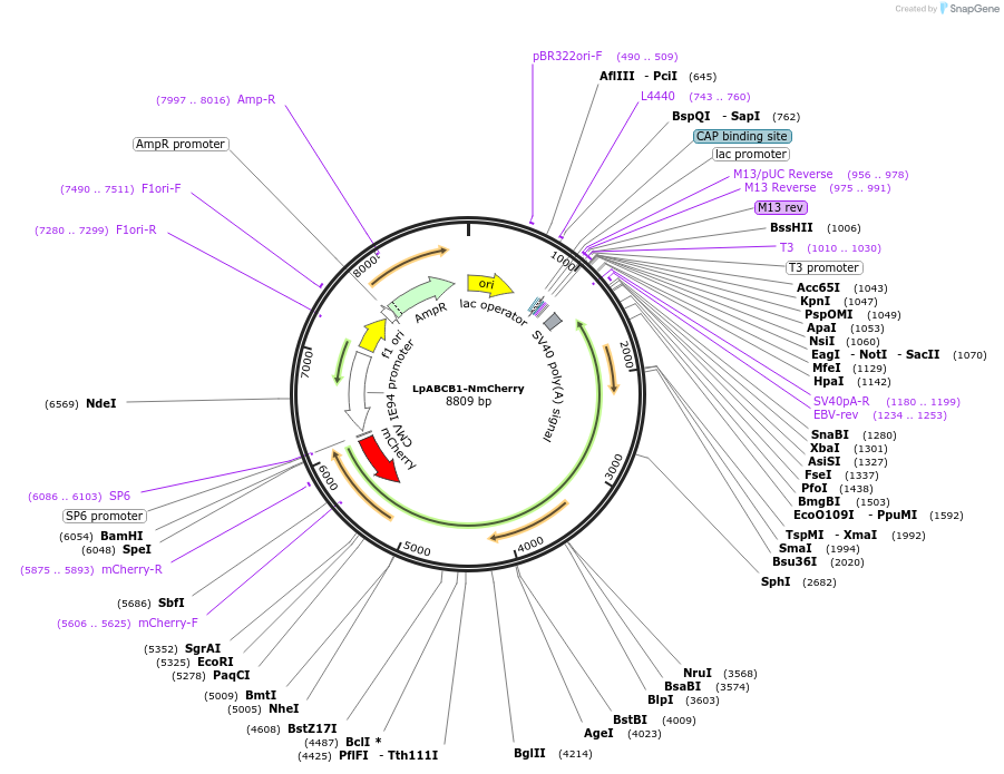 232276-plasmid-map-sequence-id-489569