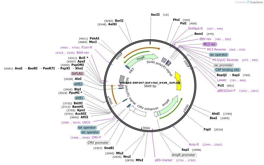 247233-plasmid-map-sequence-id-489573