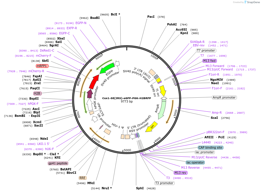 241866-plasmid-map-sequence-id-489576