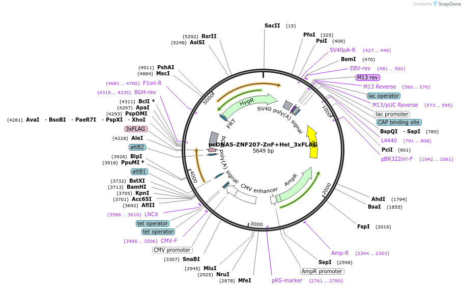 247230-plasmid-map-sequence-id-489581