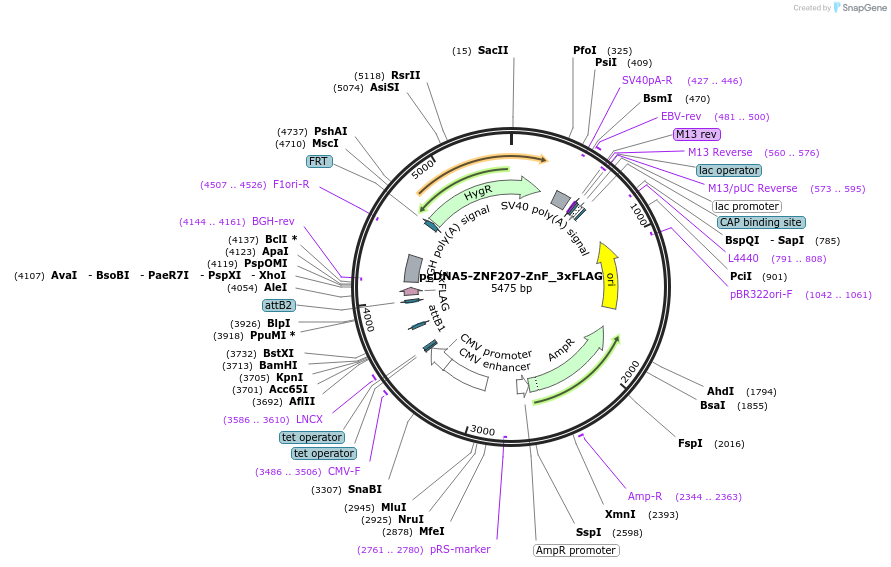 247229-plasmid-map-sequence-id-489582