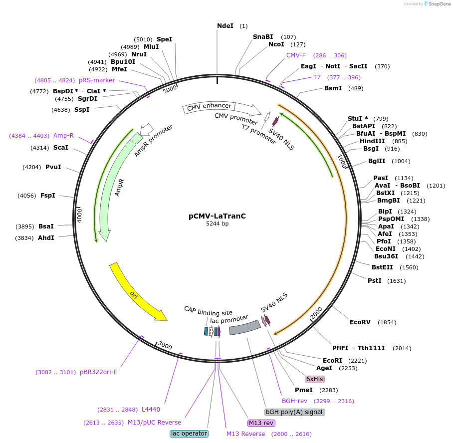 246931-plasmid-map-sequence-id-489584