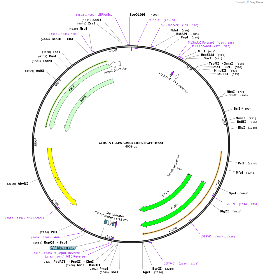 246757-plasmid-map-sequence-id-489587