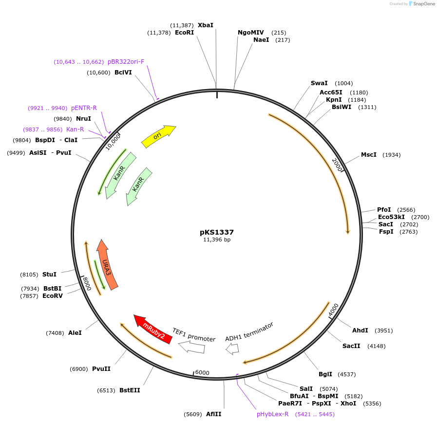 239512-plasmid-map-sequence-id-489589