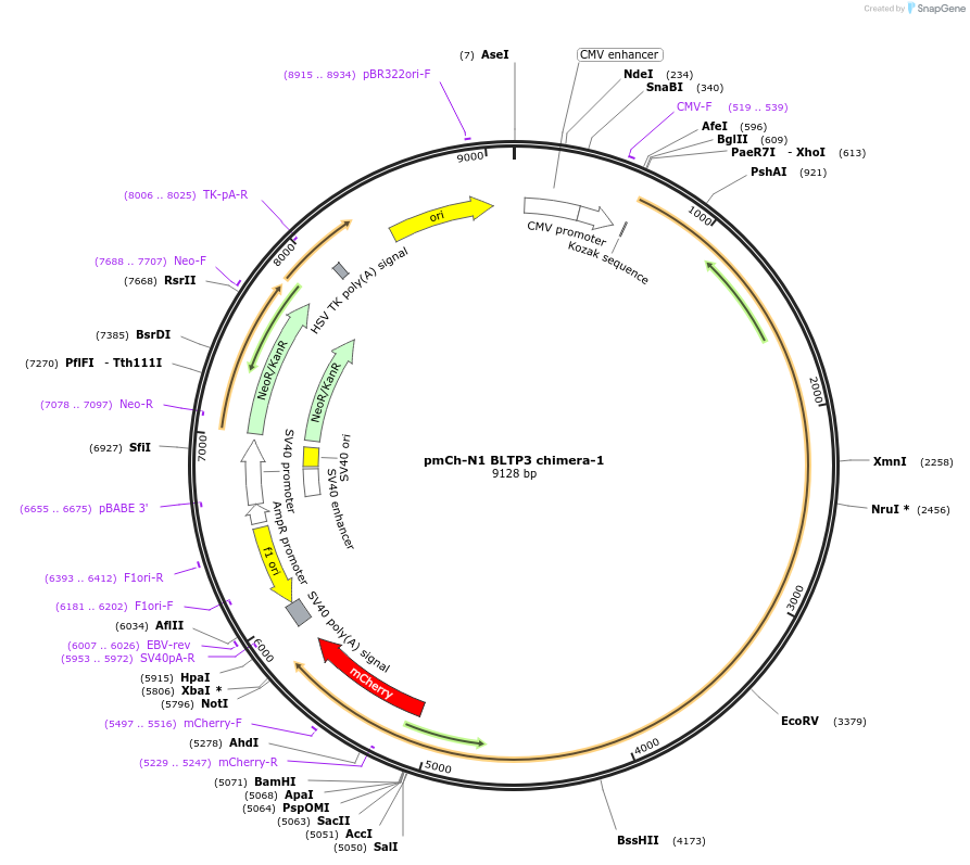 241251-plasmid-map-sequence-id-489591