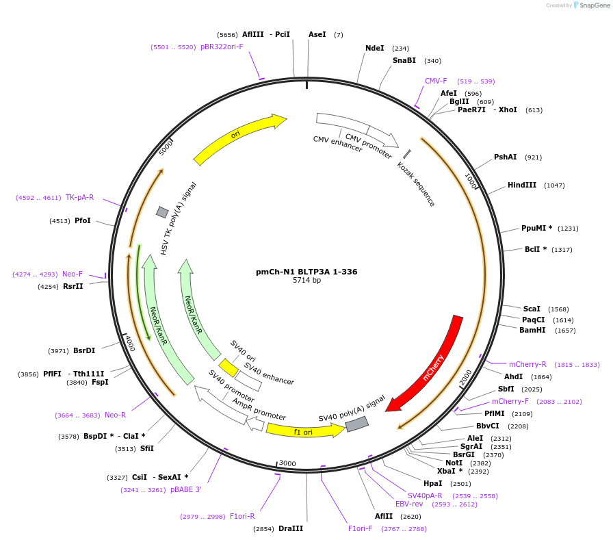 241250-plasmid-map-sequence-id-489602