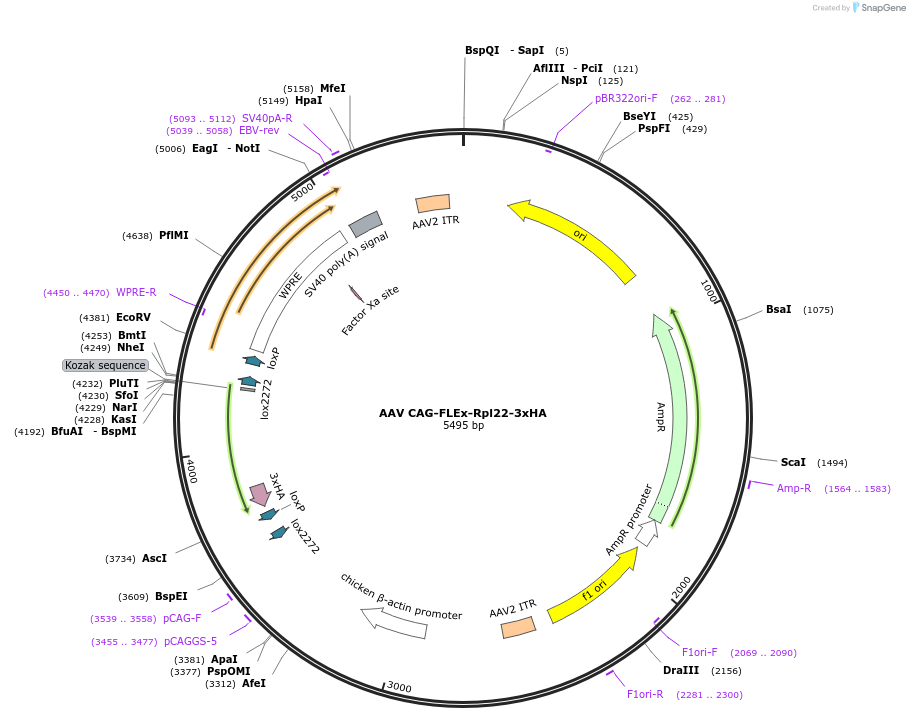 245798-plasmid-map-sequence-id-489607