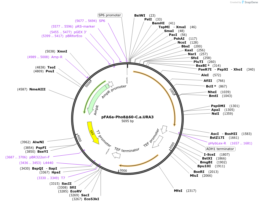 240970-plasmid-map-sequence-id-489647